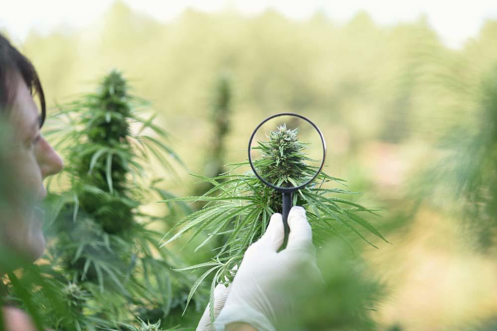 Flor de CBD: qué es en términos botánicos