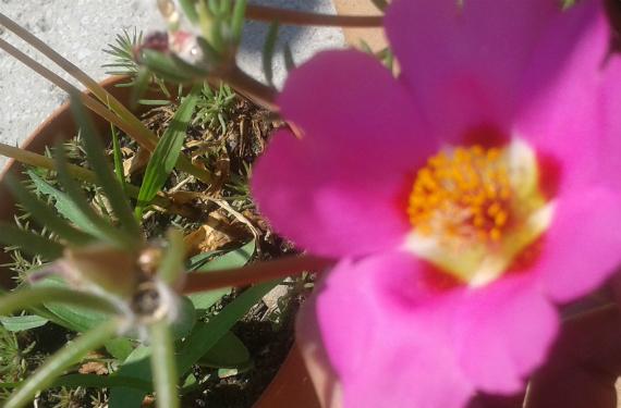Portulaca grandiflora, cuyas cápsulas se abren por una tapa y sueltan la semilla enseguida