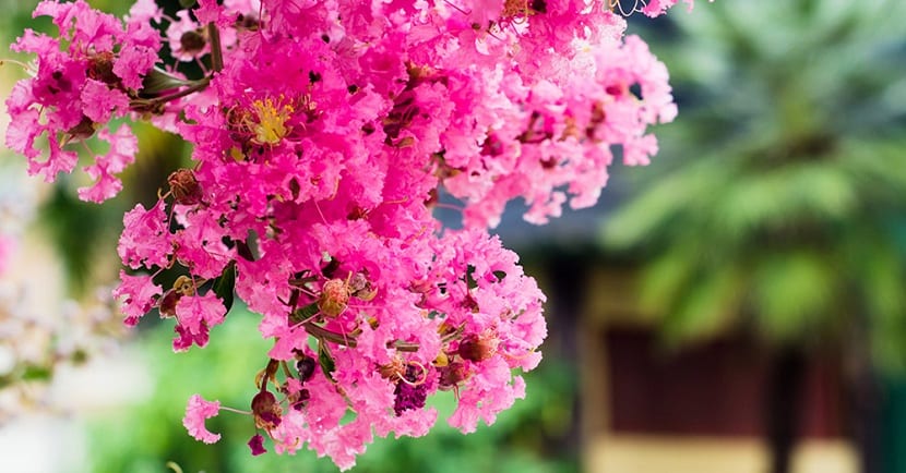 Flores del mes de julio en el jardín