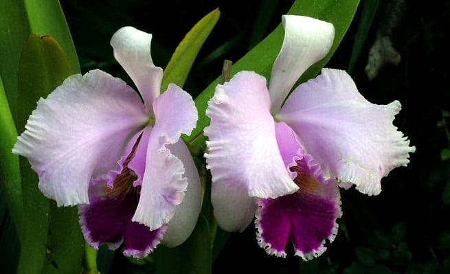 Flor de orquídea vista de cerca, con la columna en el centro del labelo