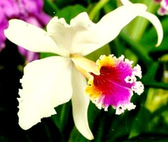 Orquídeas en cultivo con sustrato de corteza y raíces aéreas visibles