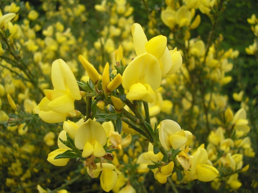 Detalle de las flores amariposadas de la retama Cytisus x praecox