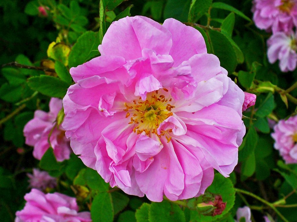 Flores dobles de rosa de Damasco