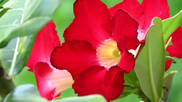 Flor roja de rosa del desierto