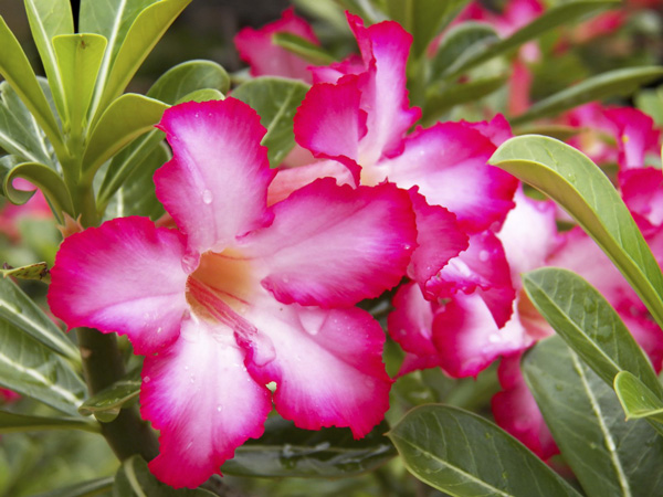 Flores rosas y blancas de Adenium obesum