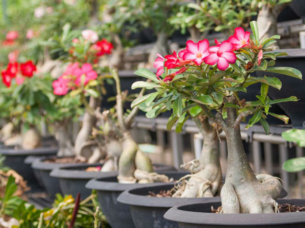 Ejemplares de rosa del desierto en macetas en un vivero