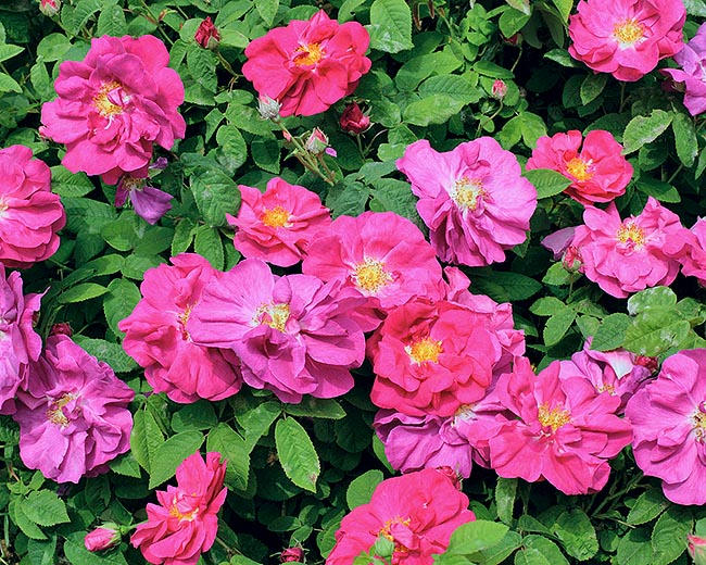 Mata de Rosa gallica en plena floración