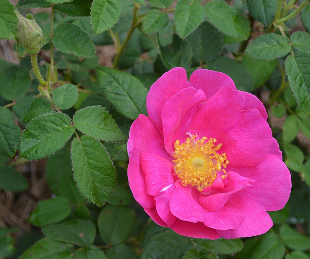 Flor simple de Rosa gallica con cinco pétalos y estambres amarillos