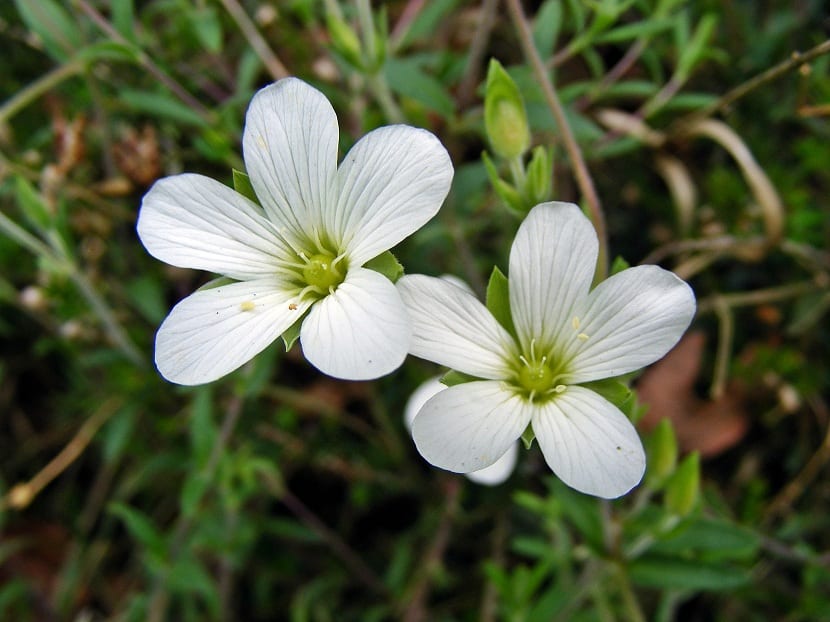 Flores blancas de cinco pétalos de la Saxifraga granulata