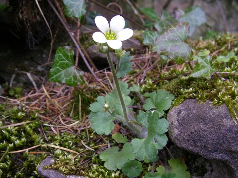 Planta de Saxifraga granulata con su roseta de hojas arriñonadas