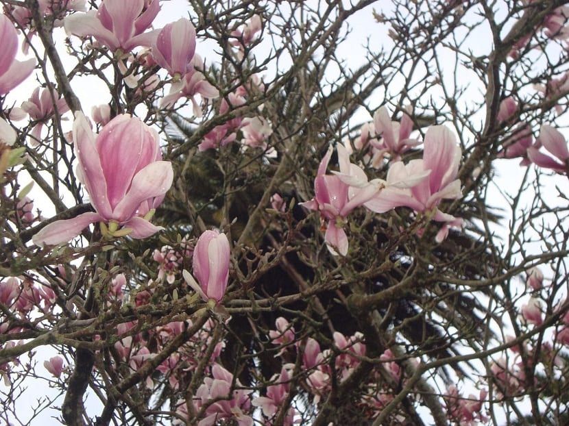 Schisandra chinensis cubriendo un soporte como magnolia trepadora