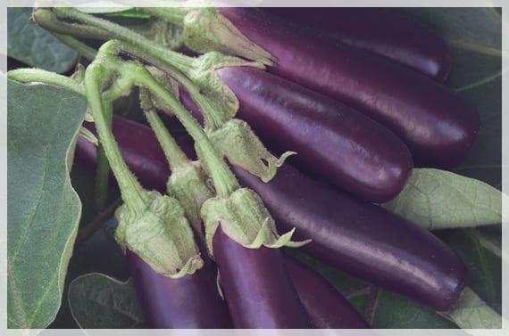 Berenjenas Hansel de fruto alargado y morado agrupadas en la mata