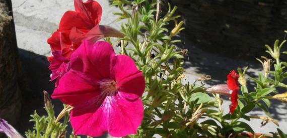 Surfinia o petunia: qué las diferencia y cómo se cultivan