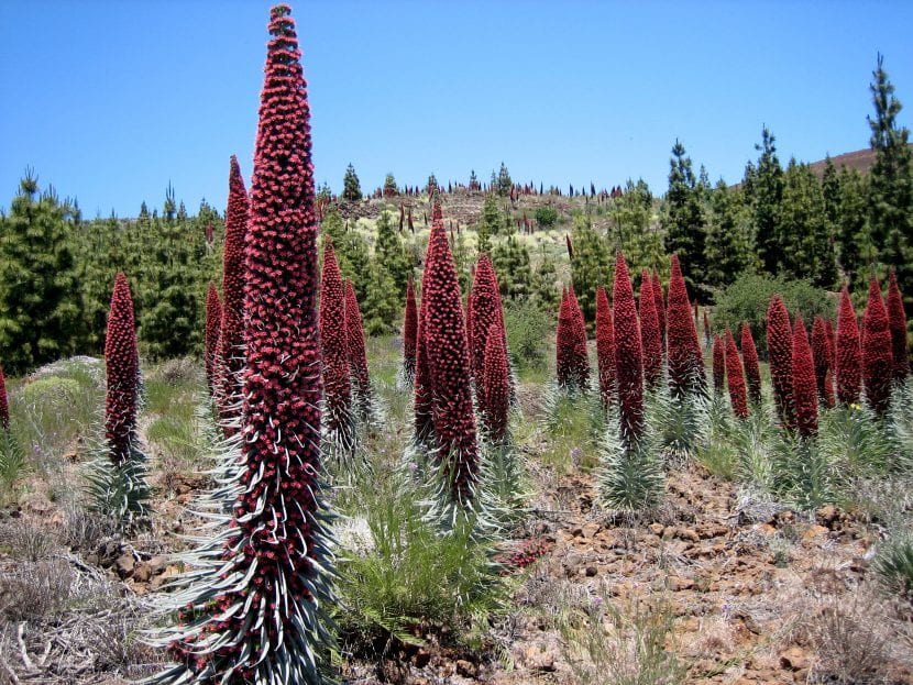 Tajinaste rojo en flor en el Parque Nacional del Teide
