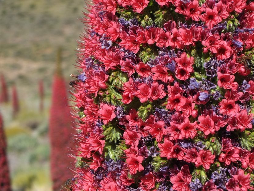 Roseta de hojas plateadas del tajinaste antes de emitir la vara floral