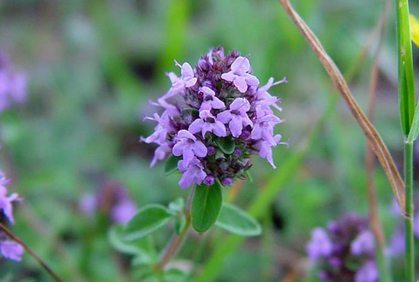Flores lilas del Thymus serpyllum en plena floración de junio