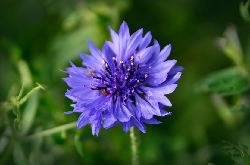 Variedad de flores de distintos tipos en un jardín