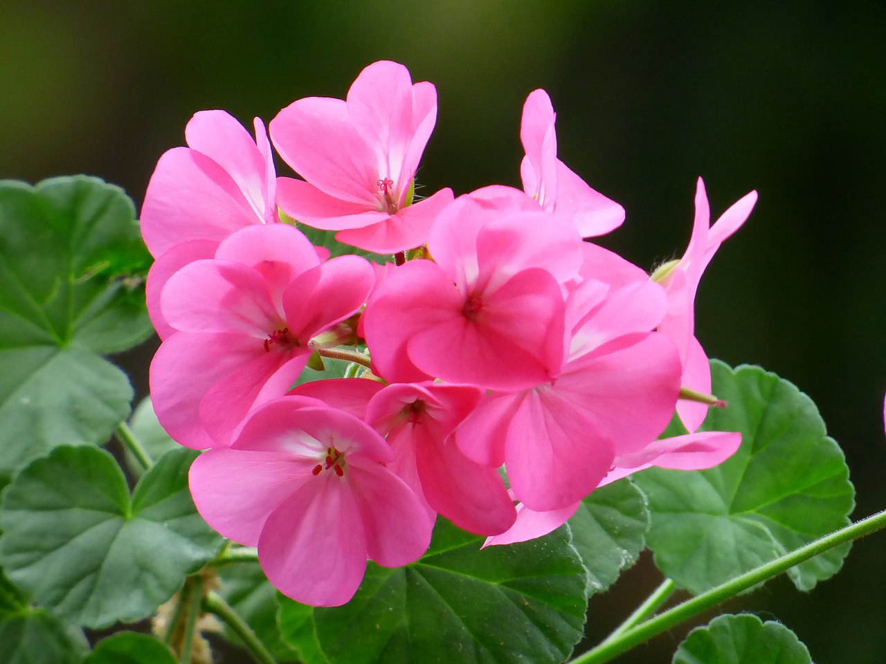 Tipos de geranios: Geranium no es lo mismo que Pelargonium