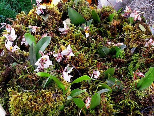 Orquídea en flor en interior