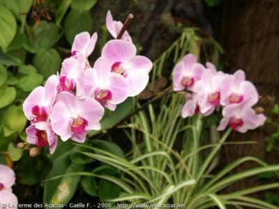 Tipos de orquídeas: géneros de cultivo y cómo cuidar cada uno