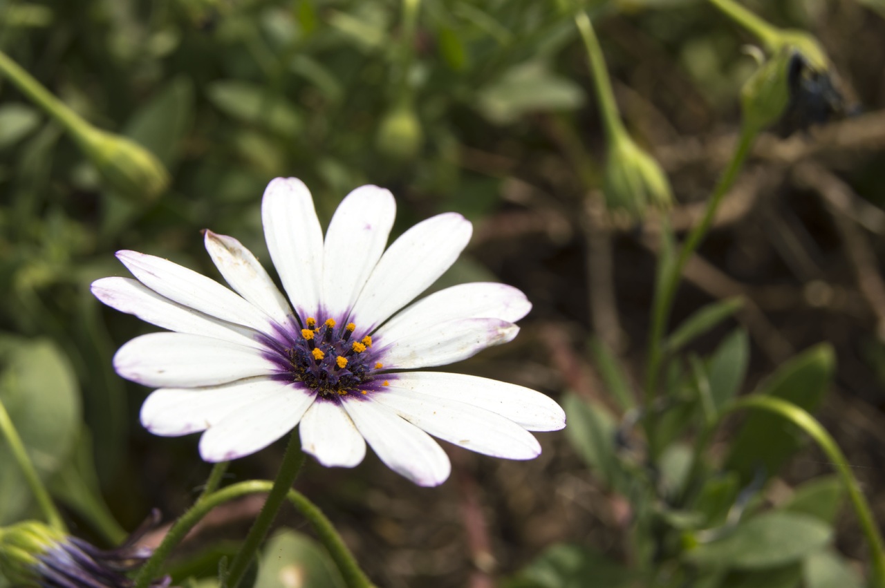 Dimorfoteca en flor abierta al sol