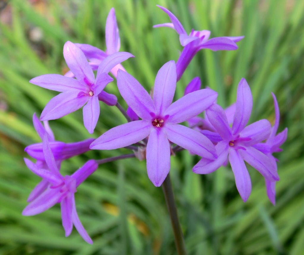Tulbaghia violacea: cultivo del ajo social en jardín seco