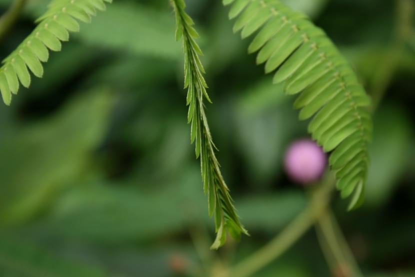 Hojas de Mimosa pudica plegadas tras recibir un estímulo táctil
