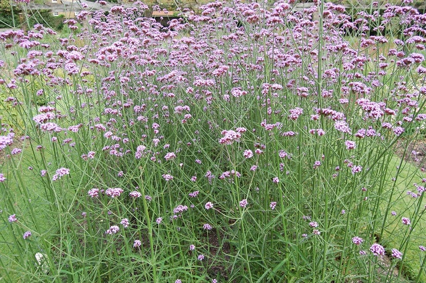 Tallos y flores lilas de Verbena bonariensis