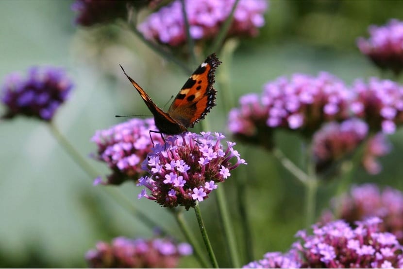 Mariposa libando en las flores de verbena púrpura
