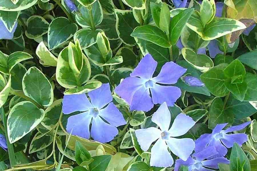 Mata de Vinca major cubriendo el suelo con sus tallos rastreros