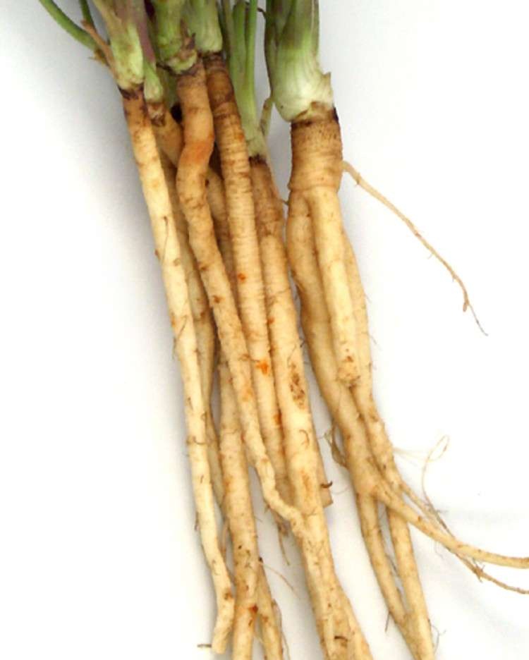 Raíces delgadas y blanquecinas de zanahoria silvestre