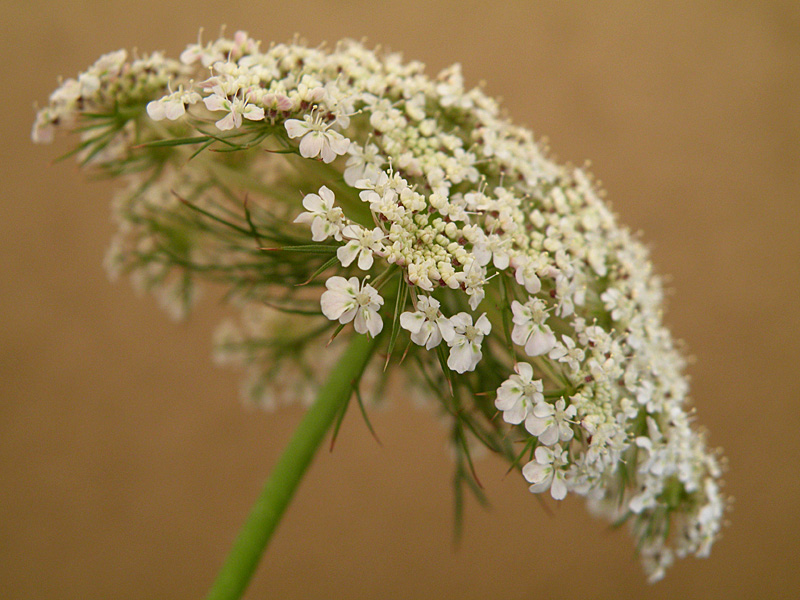 Umbela de Daucus carota vista de perfil sobre su tallo