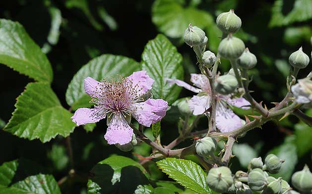 Flor rosada de zarzamora con capullos sin abrir en la misma rama