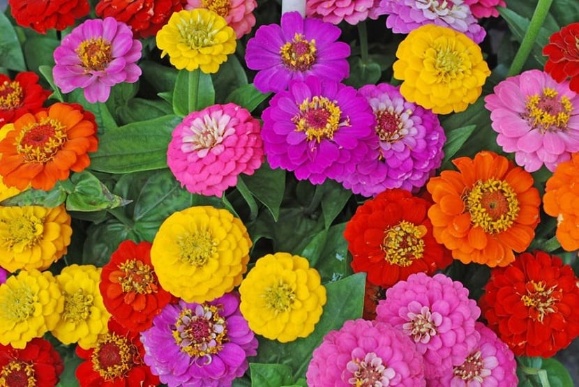 Zinnias de distintos colores floreciendo en un macizo de verano
