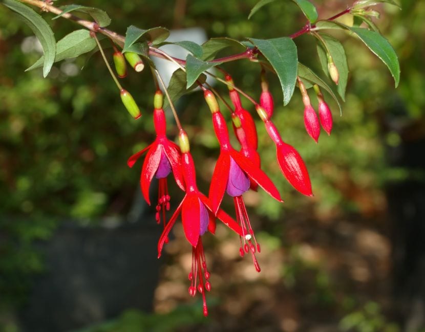 Fucsia en el jardín o en maceta: cuál te conviene