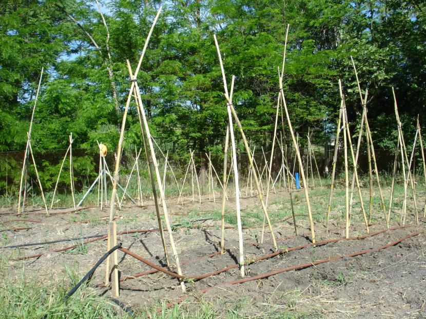 Tutores de caña sujetando tomateras en el huerto