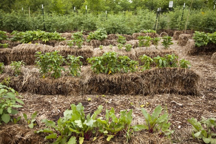 Huerto plantado sobre balas de paja acondicionadas