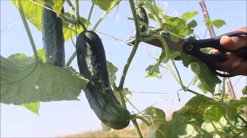 Poda de plantas de pepino conducidas en vertical