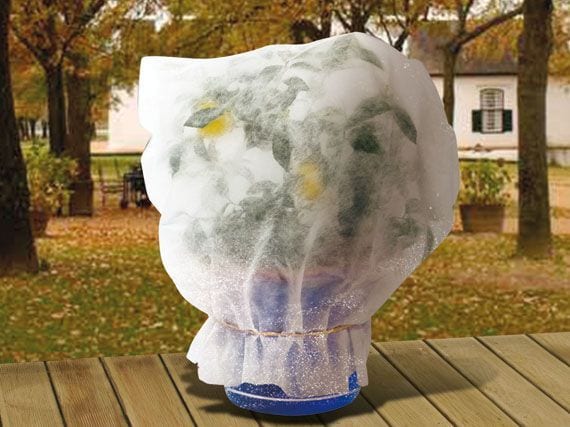 Cómo proteger las plantas del frío y las heladas de invierno