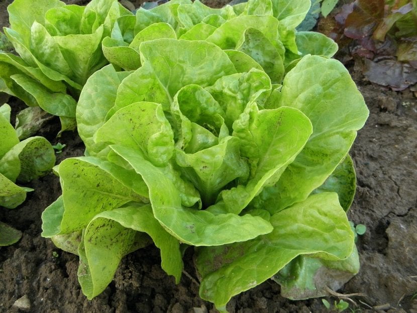 Hojas de lechuga recién cosechadas en el huerto