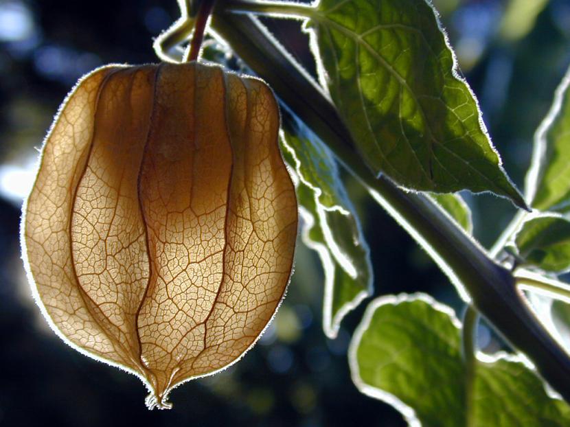 Frutos de Physalis peruviana con su cáliz papiráceo