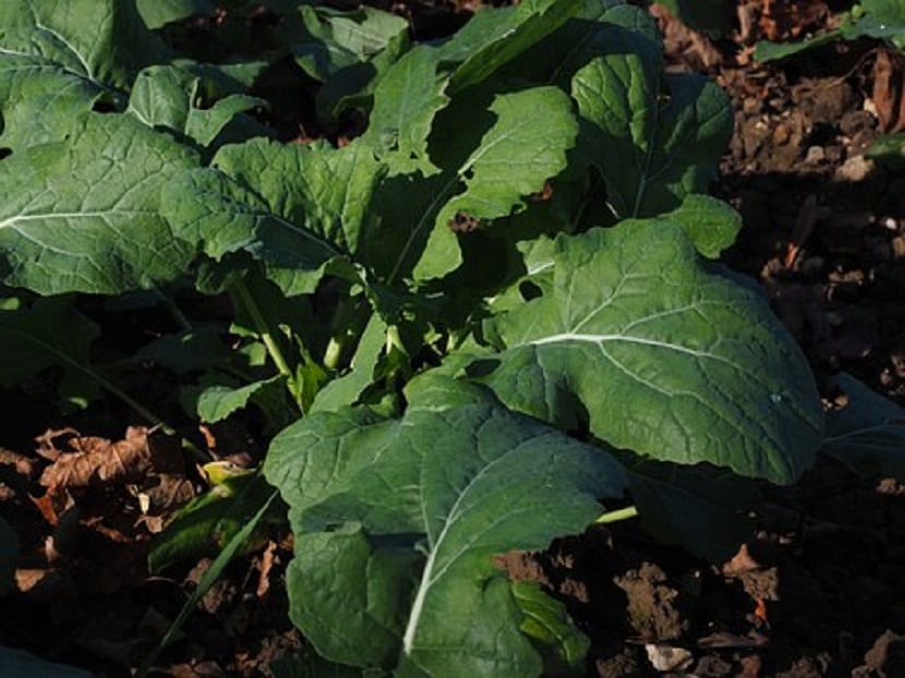 Abono verde creciendo en un bancal antes de su incorporación al suelo