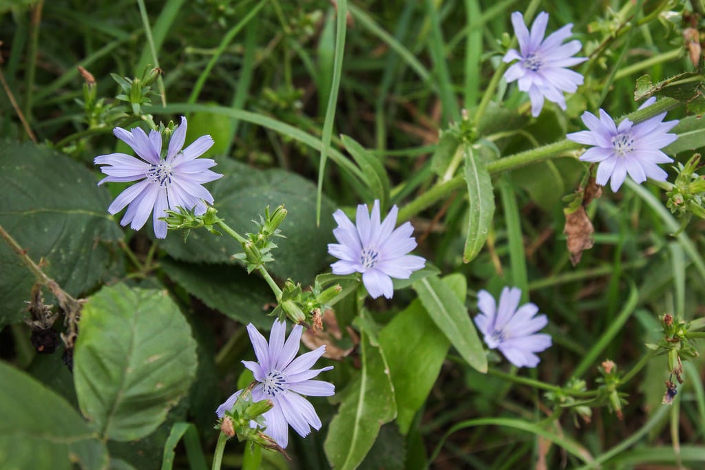 Achicoria silvestre: cultivo, cosecha y usos de la raíz