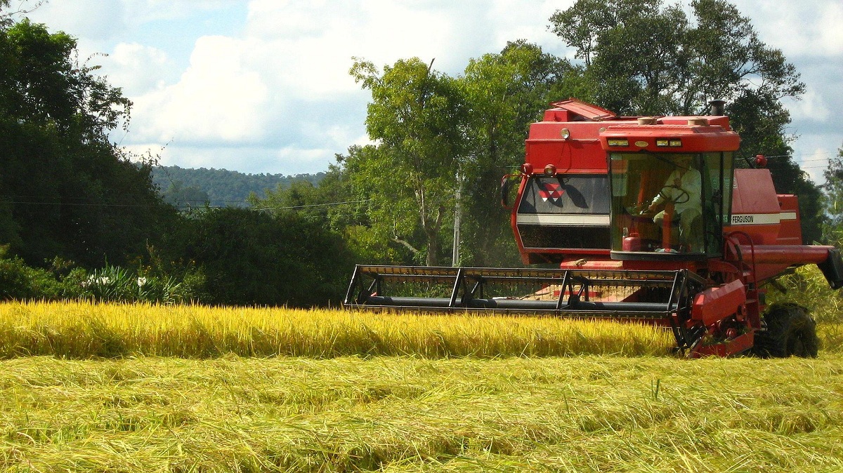 Campos de cultivo extensivo de cereal