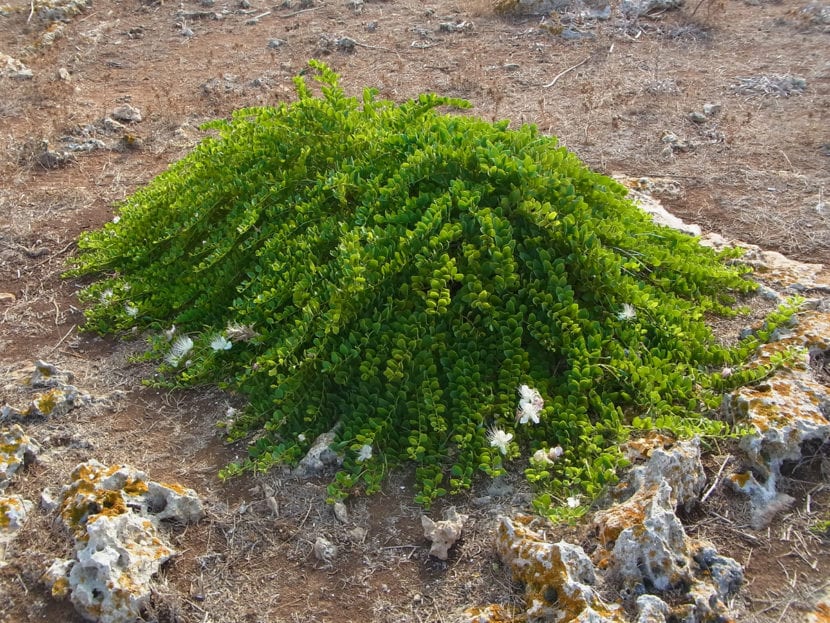 Alcaparrera creciendo en su hábitat natural sobre un muro de piedra