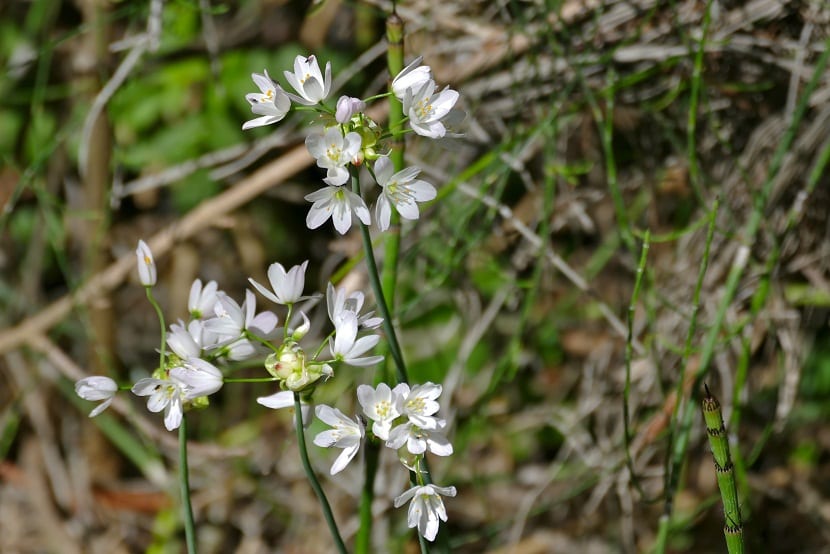 Flores blancas pequeñas de Allium neapolitanum o ajo blanco