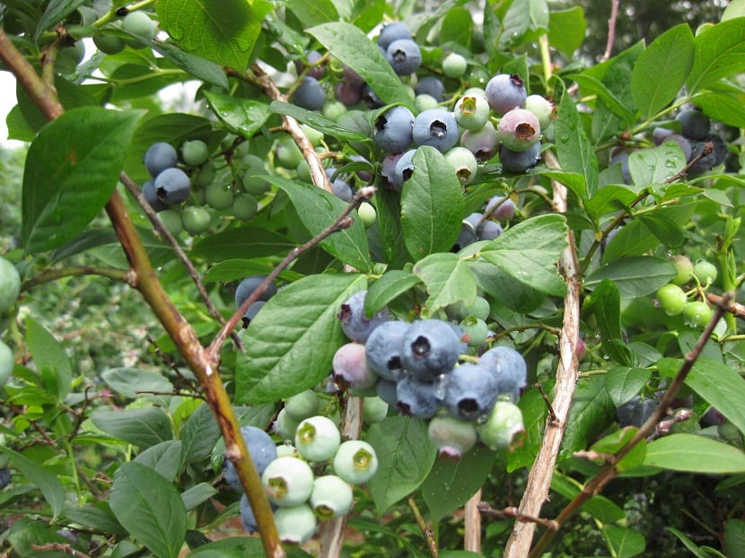 Cultivo del arándano: suelo, variedades, riego y poda