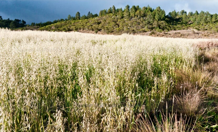 Campo de avena en cultivo con las panículas formadas