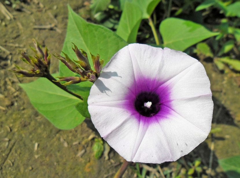 Flor de boniato en forma de campanilla