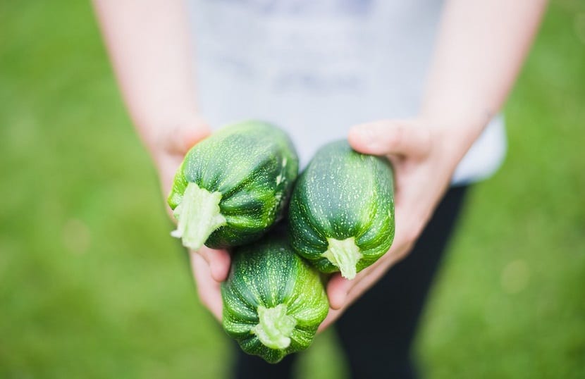 Mata de calabacín en cultivo con frutos formándose
